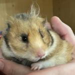 Momma the hamster, pet of the week at MHS