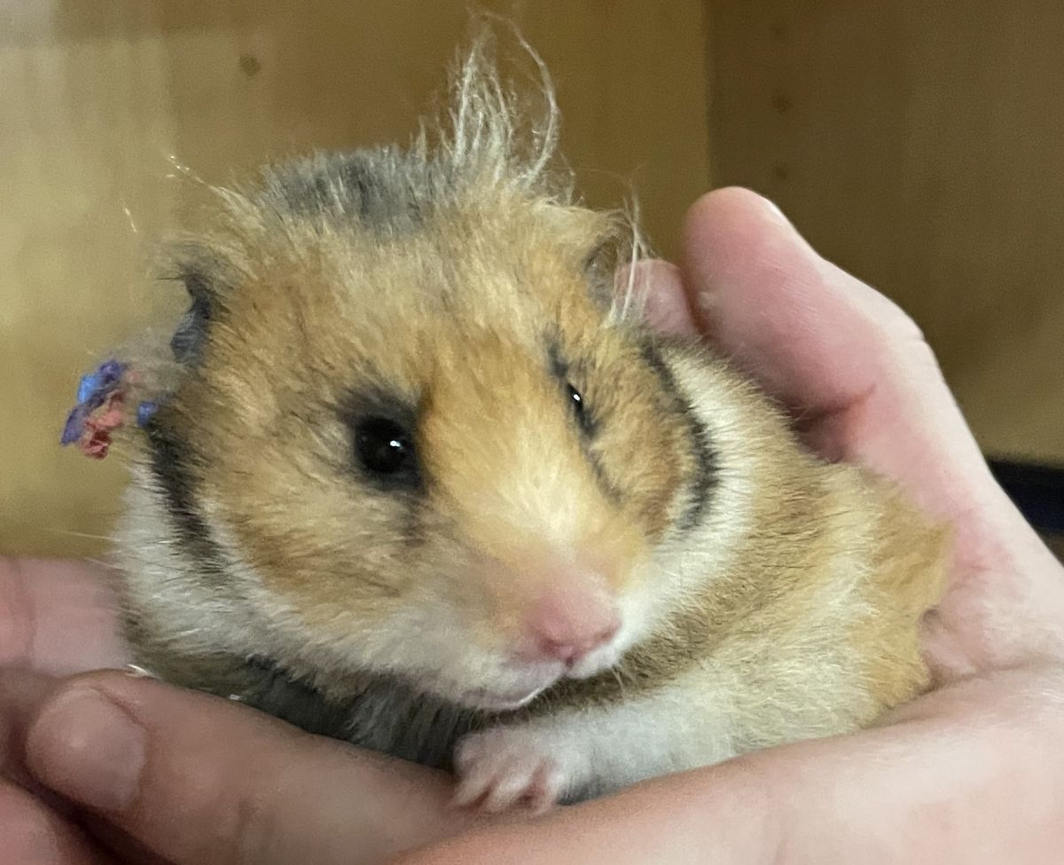 Momma the hamster, pet of the week at MHS