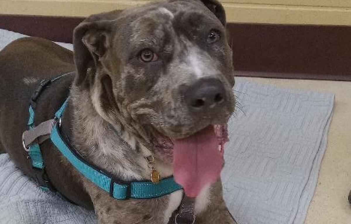 Mabel, pet of the week