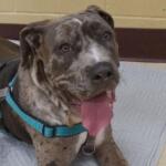 Mabel, pet of the week