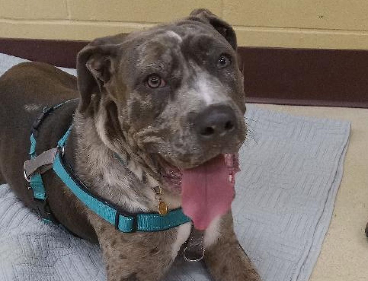 Mabel, pet of the week