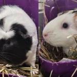 Biggles and Wiggles, two Guinea pigs