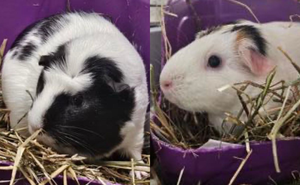 Biggles and Wiggles, two Guinea pigs