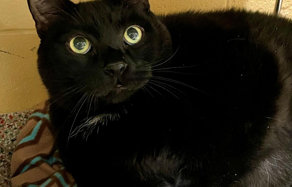 Jager the Cat up for adoption at MHS