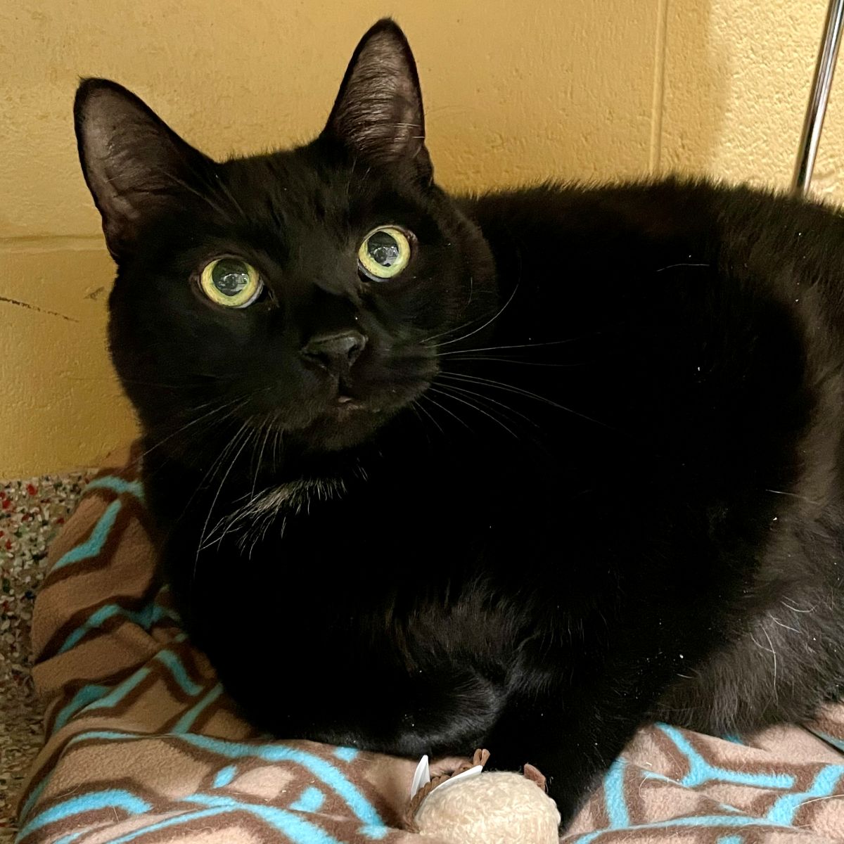 Jager the Cat up for adoption at MHS