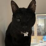 Allistair, pet of the week at MHS