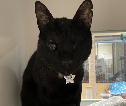 Allistair, pet of the week at MHS