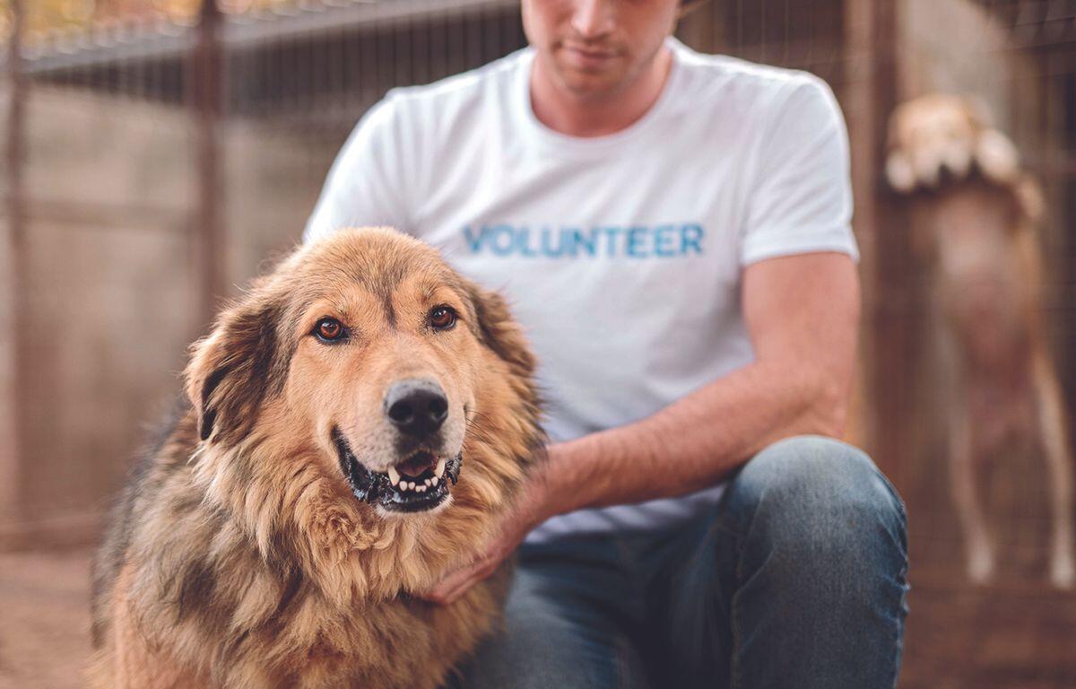 MHS director talks about dog rescue