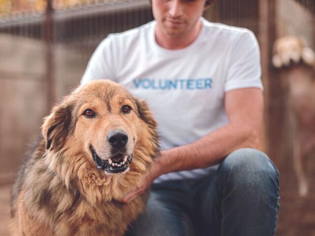 MHS director talks about dog rescue