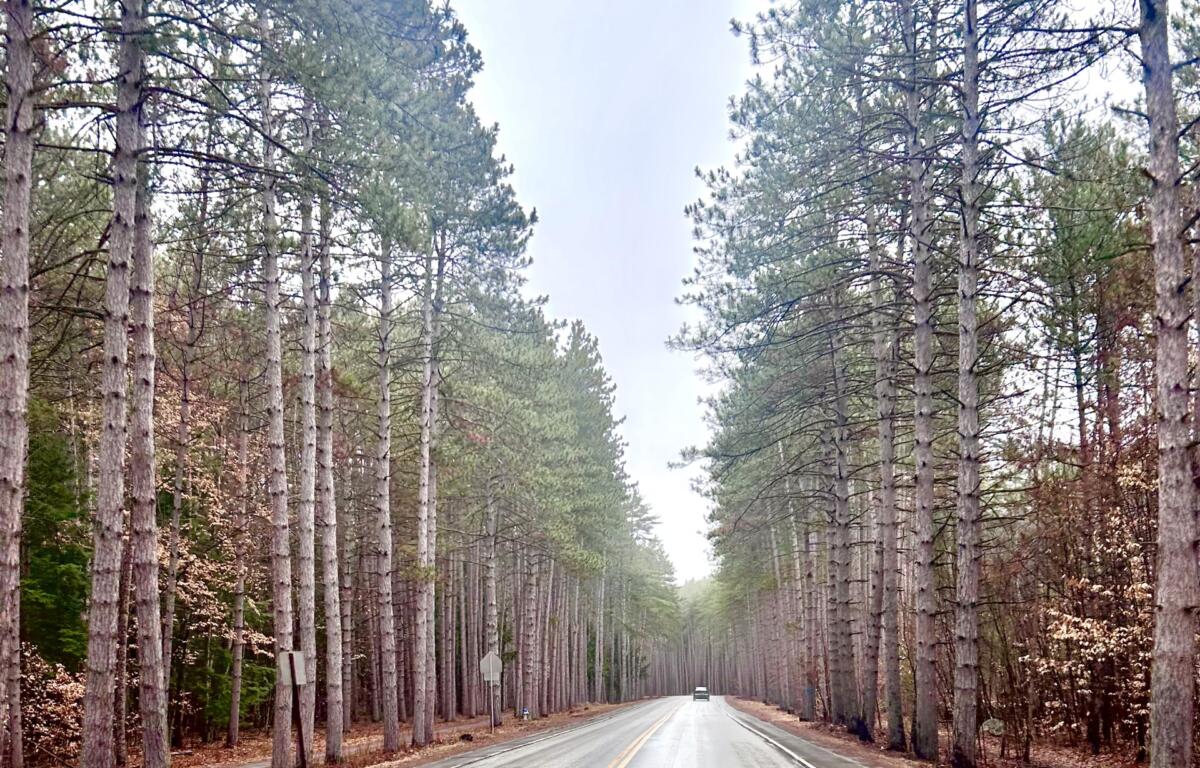 Dinsmoor Woods on Maple Avenue