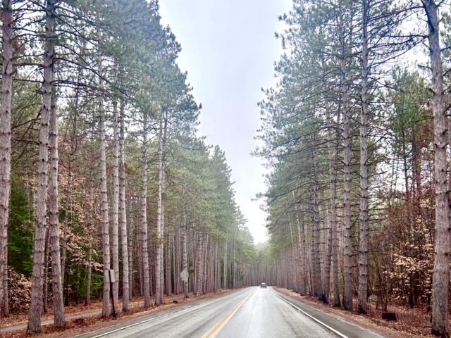 Dinsmoor Woods on Maple Avenue