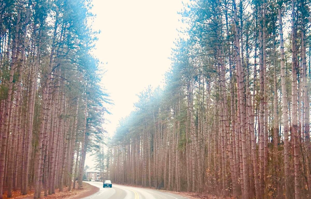 Dinsmoor Woods on Maple Ave. in Keene