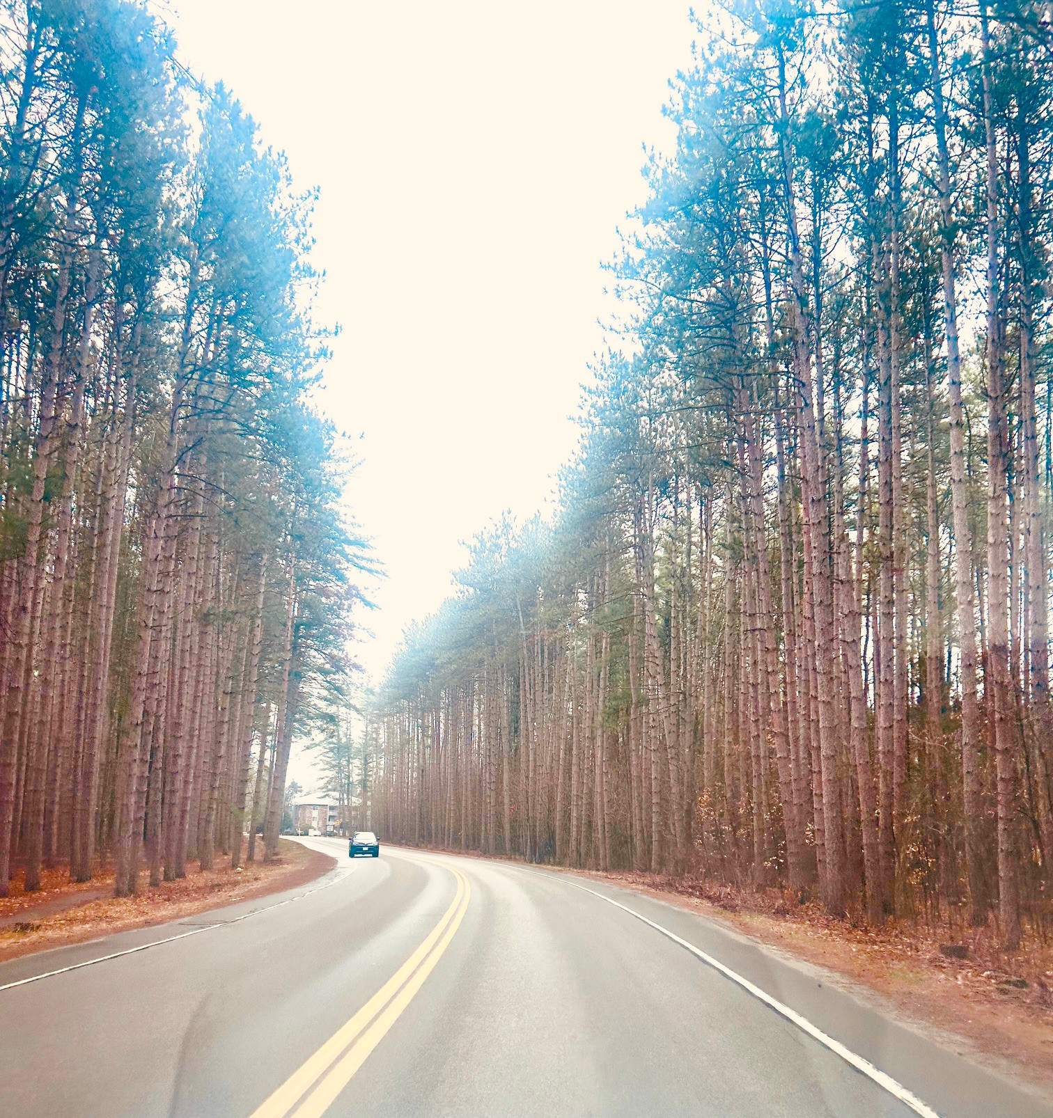 Dinsmoor Woods on Maple Ave. in Keene