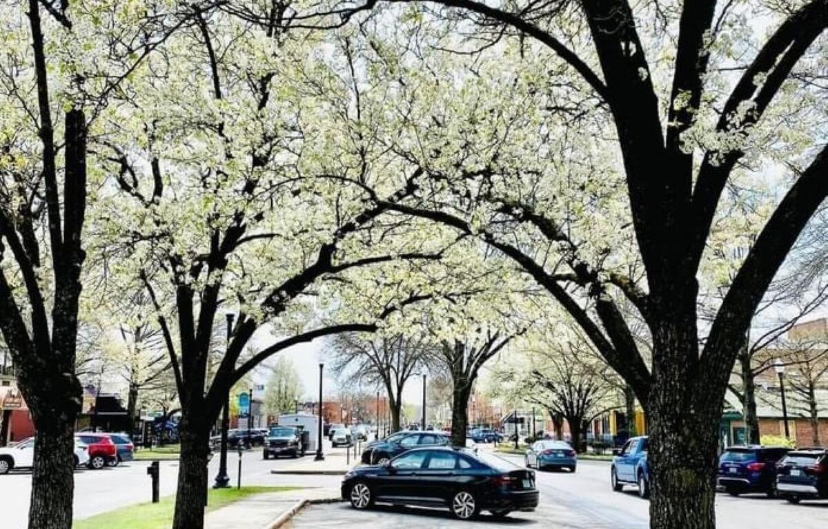 Trees in spring bloom on Main Street in Keene