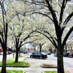 Trees in spring bloom on Main Street in Keene