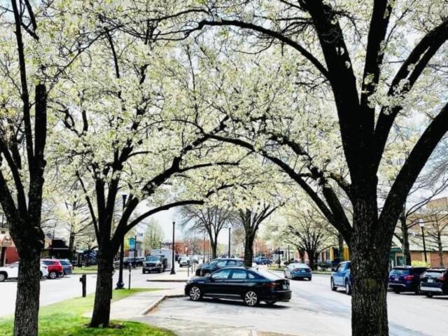 Trees in spring bloom on Main Street in Keene