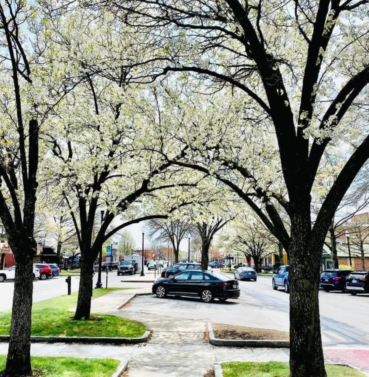 Trees in spring bloom on Main Street in Keene