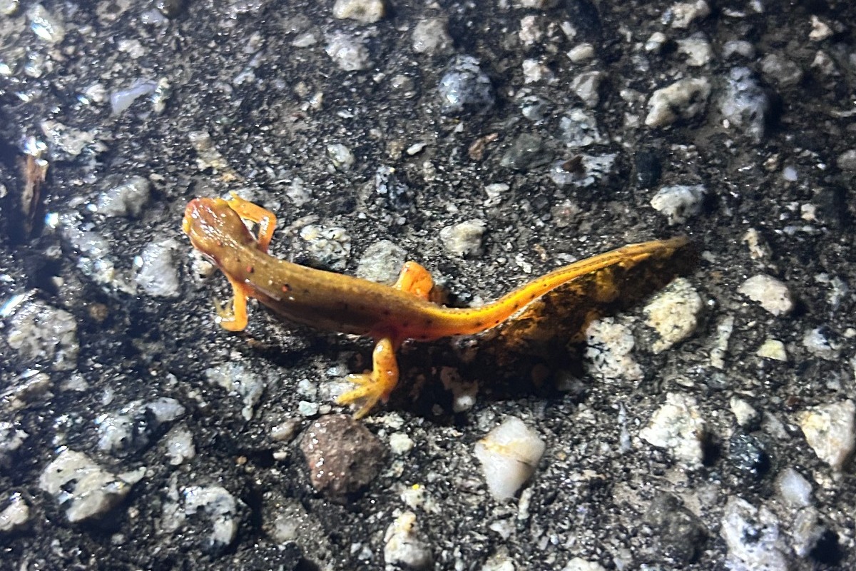 Salamander crossing