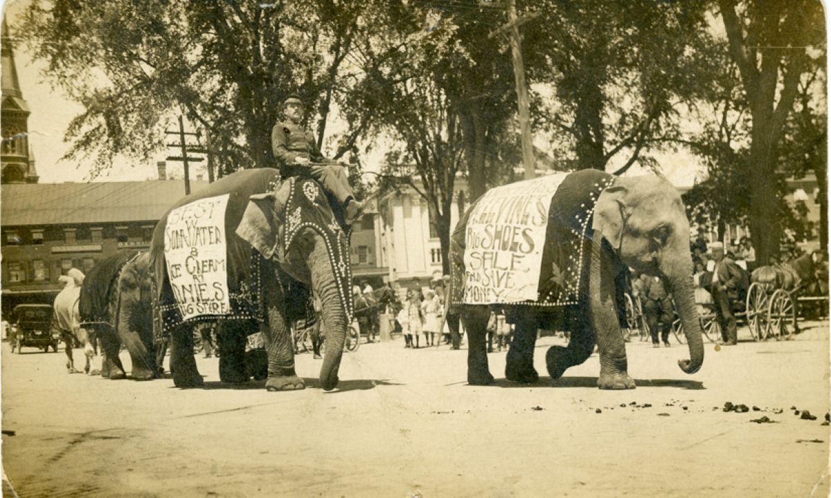 Elephants in a city parade with riders atop each elephant and banners hanging from their backs, crowds watching from the sidewalk in a vintage street scene.