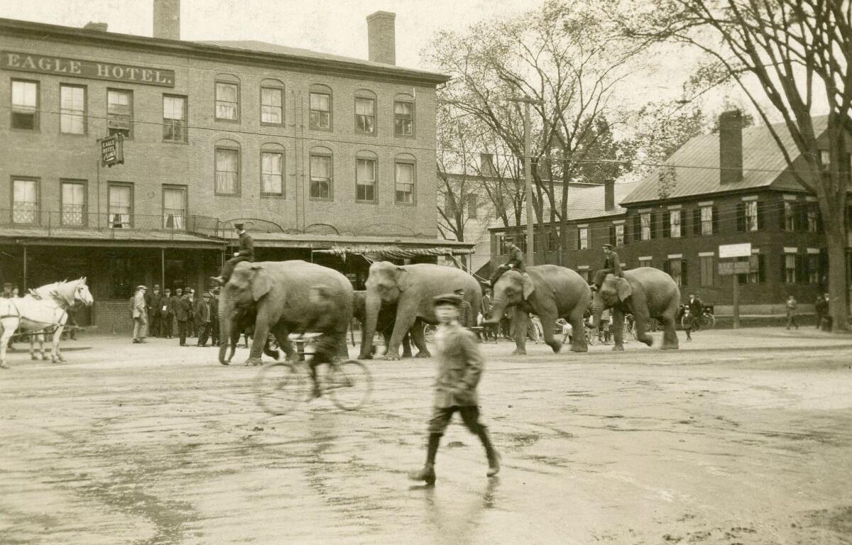 Parade of elephants with riders marching down a downtown street in front of the Eagle Hotel, as onlookers watch.
