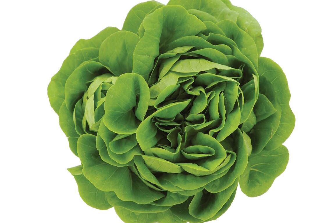 lettucs