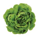 lettucs