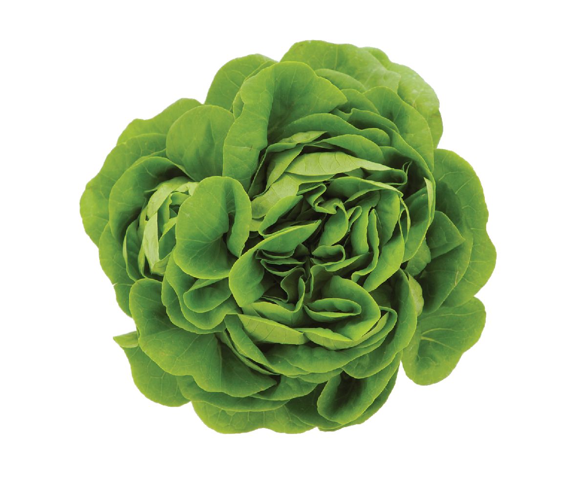 Lettuce