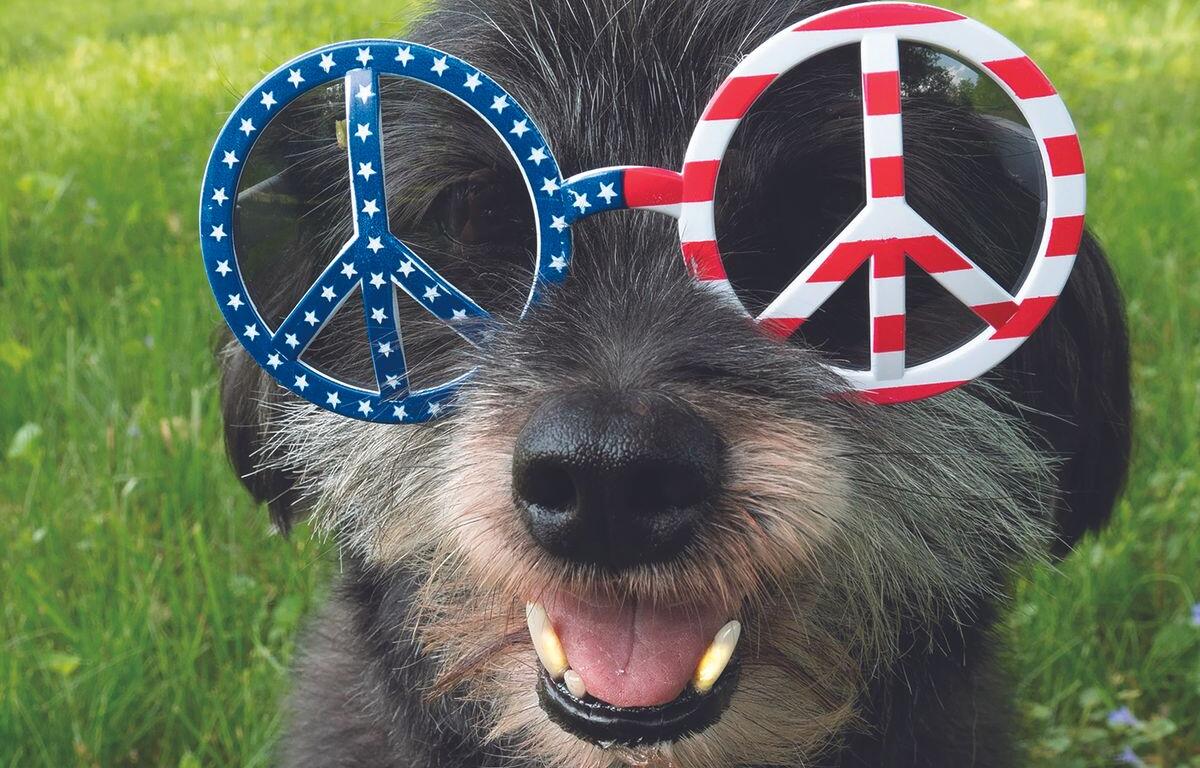 July 4 dog with glasses