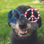 July 4 dog with glasses