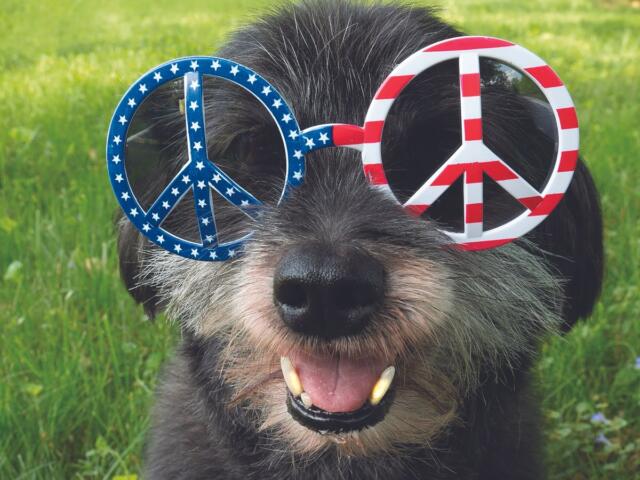 July 4 dog with glasses