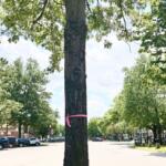 Marked tree for removal in Central Square Keene