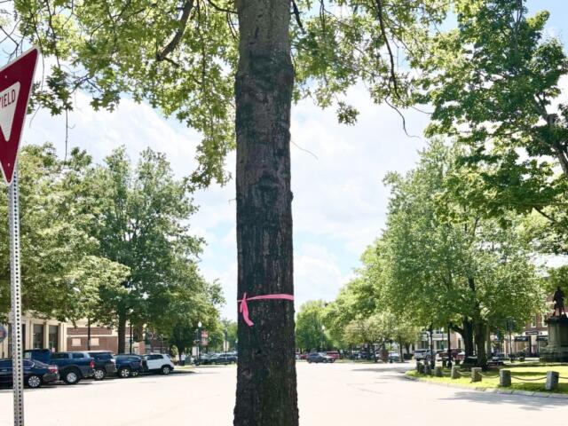Marked tree for removal in Central Square Keene