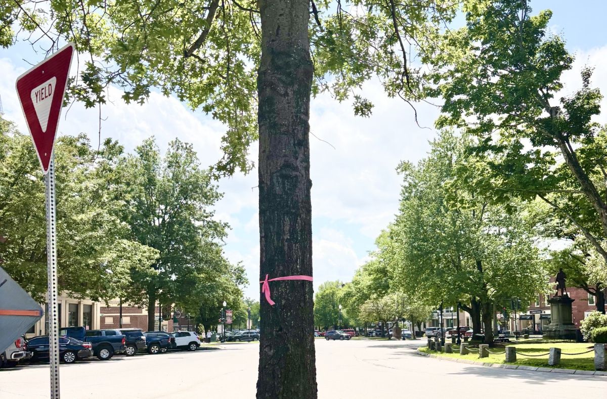 Marked tree for removal in Central Square Keene