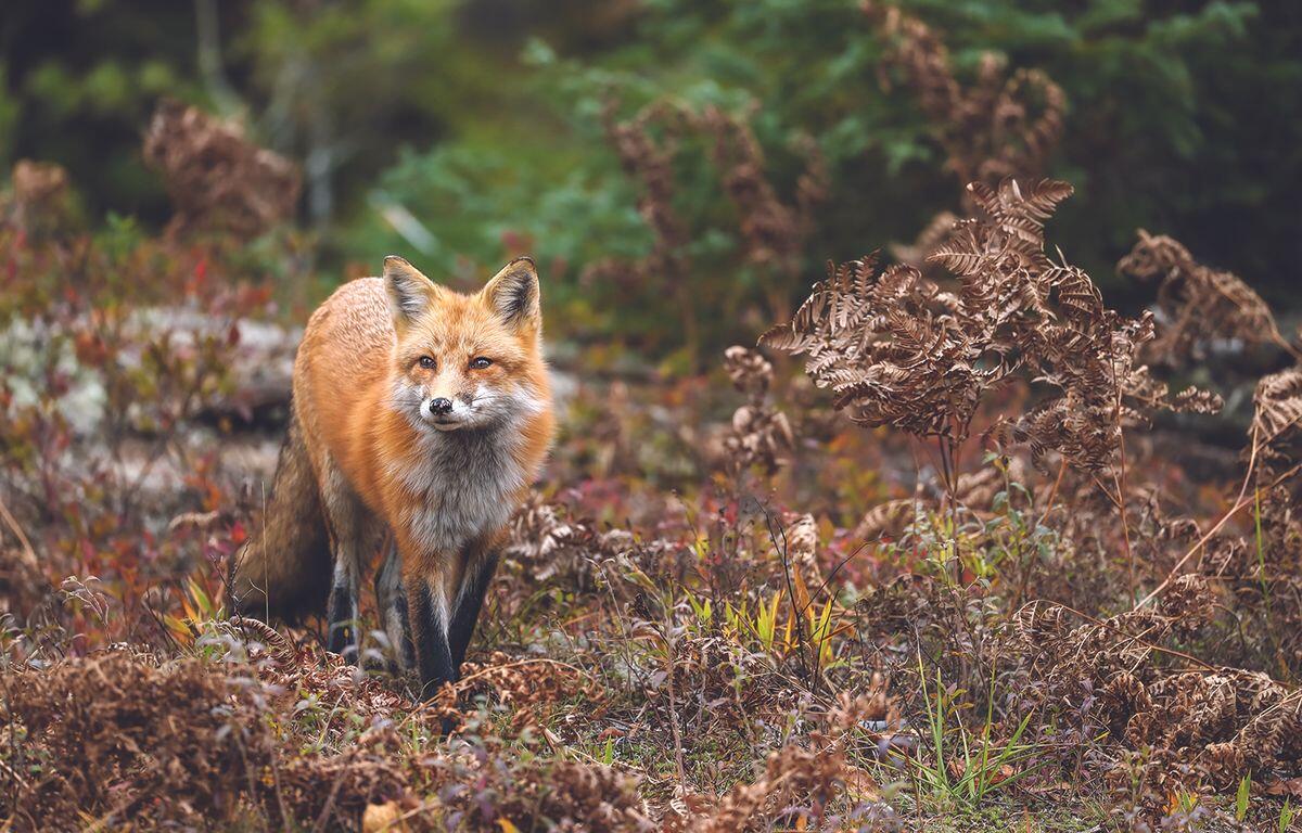 Fox