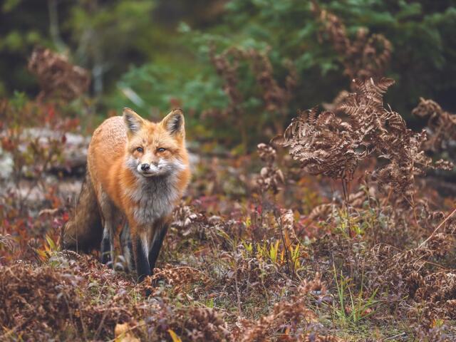 Fox