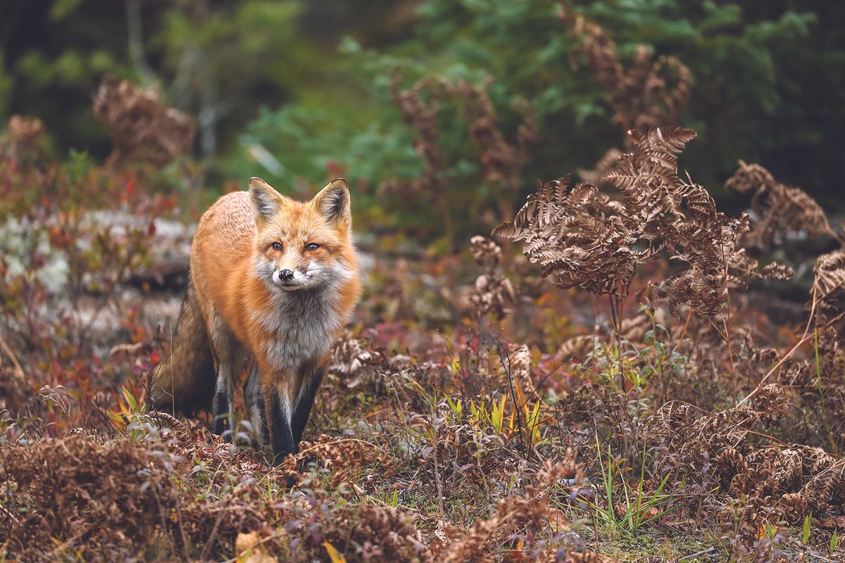 Fox