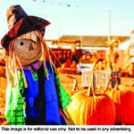 Fall festival