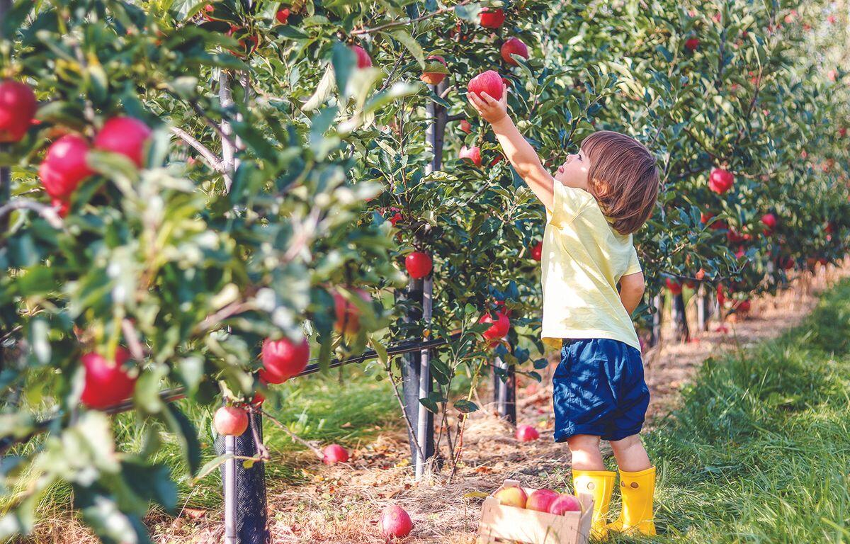 Apple picking