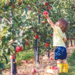 Apple picking
