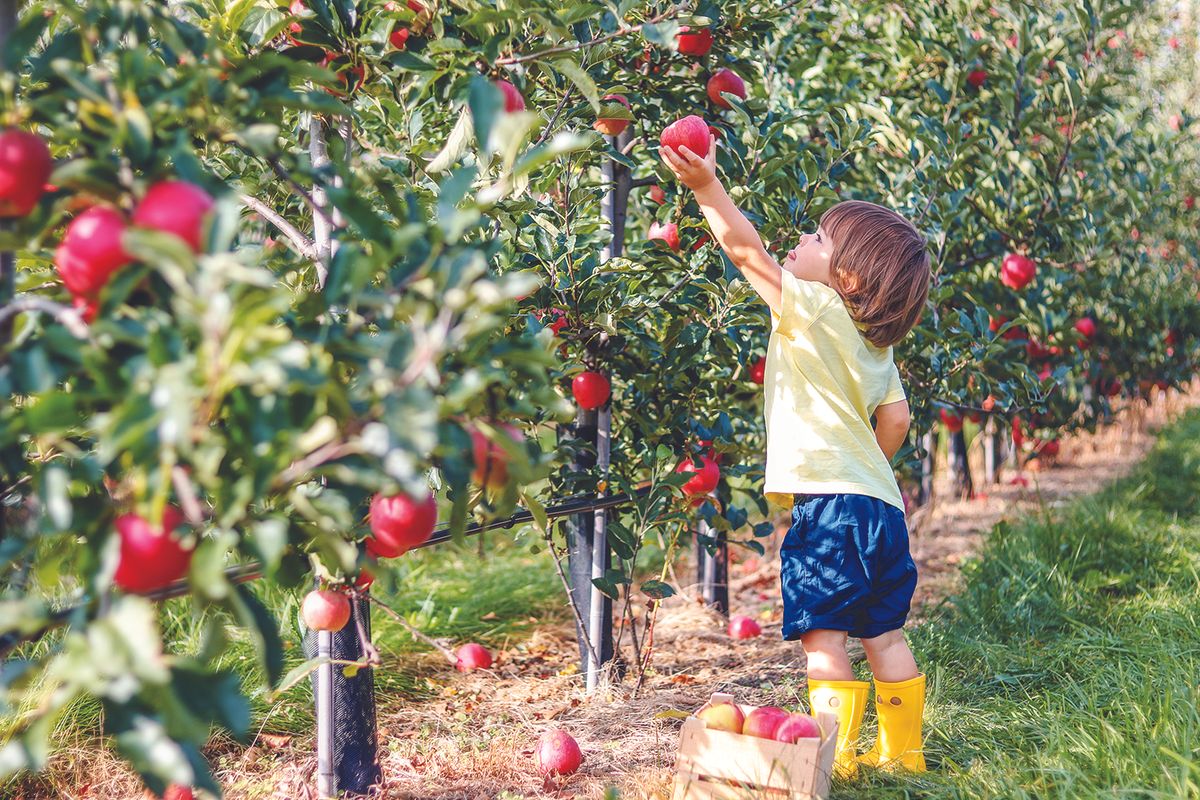 Apple picking