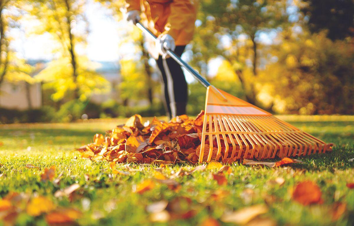 Raking leaves