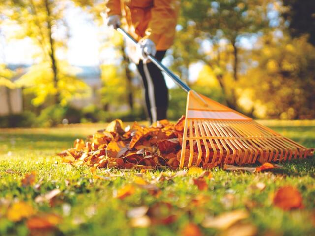 Raking leaves