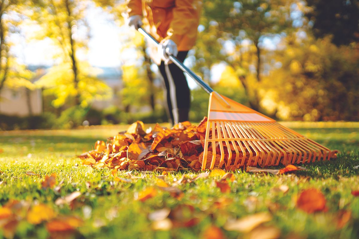 Raking leaves